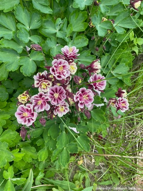 На дачу с Мышкой и котом)