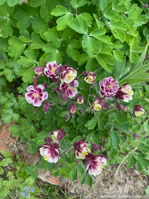 На дачу с Мышкой и котом)