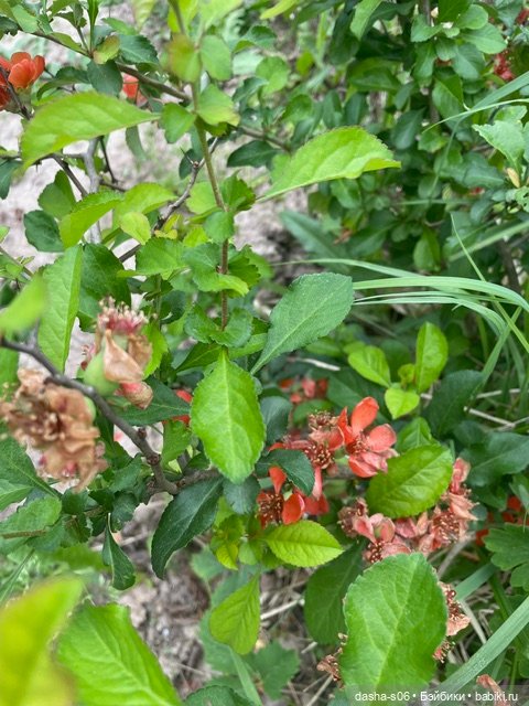 На дачу с Мышкой и котом) (фото 10)