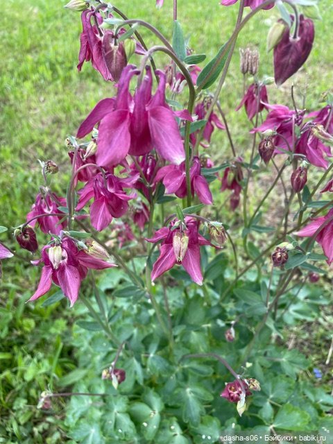 На дачу с Мышкой и котом)