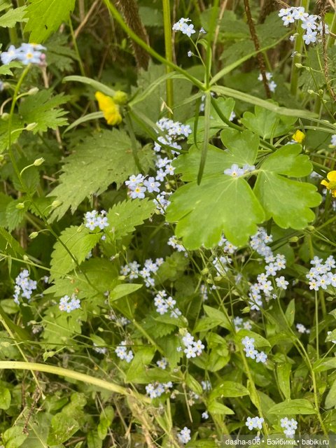 На дачу с Мышкой и котом) (фото 8)