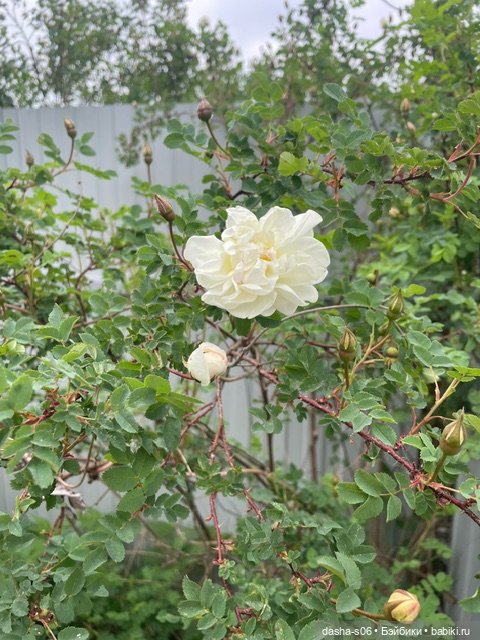 На дачу с Мышкой и котом) (фото 9)