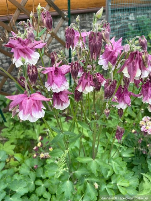 На дачу с Мышкой и котом)