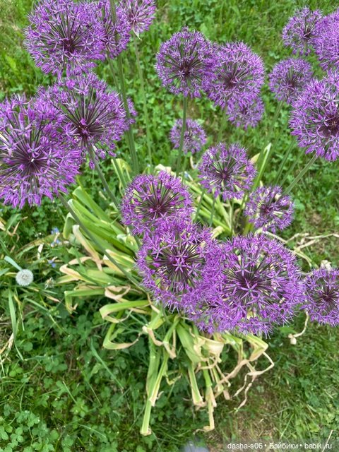 На дачу с Мышкой и котом)