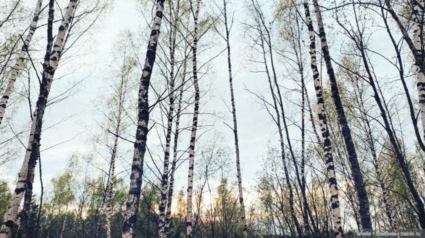 Дик. Прогулка. Лес — Экшн (фото 3)