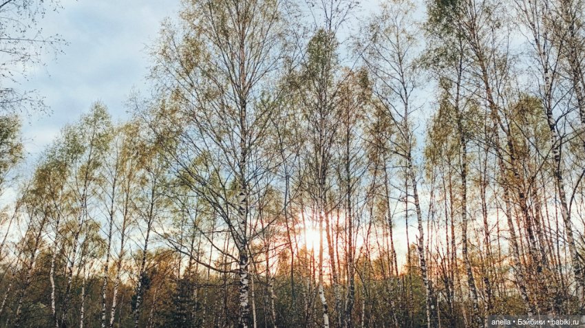 Дик. Прогулка. Лес — Экшн (фото 8)