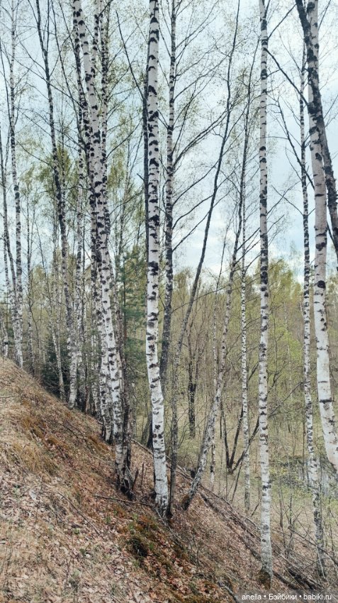 Дик. Прогулка. Лес — Экшн (фото 5)