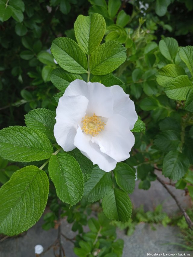 Валюша и белые цветы. Год спустя