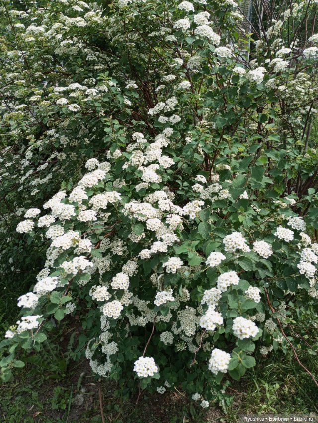 Валюша и белые цветы. Год спустя (фото 4)