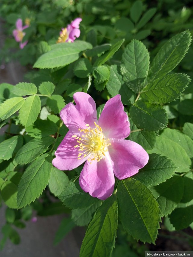 Валюша и белые цветы. Год спустя