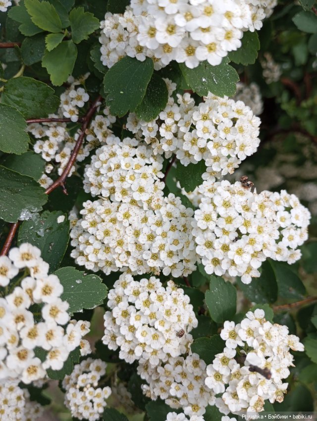 Валюша и белые цветы. Год спустя (фото 5)