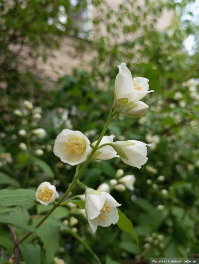 Валюша и белые цветы. Год спустя (фото 7)