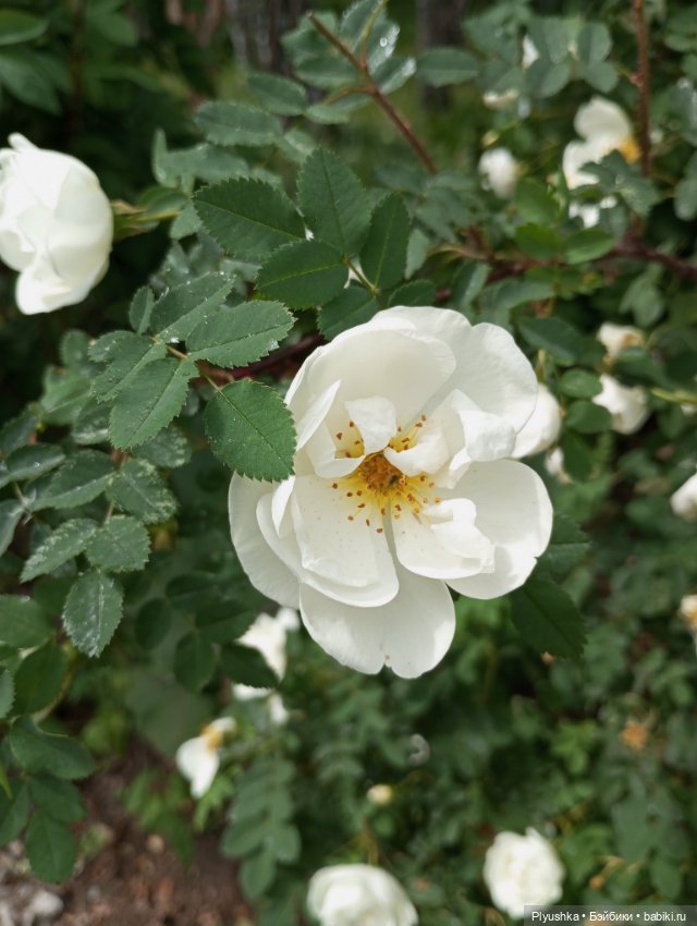 Валюша и белые цветы. Год спустя