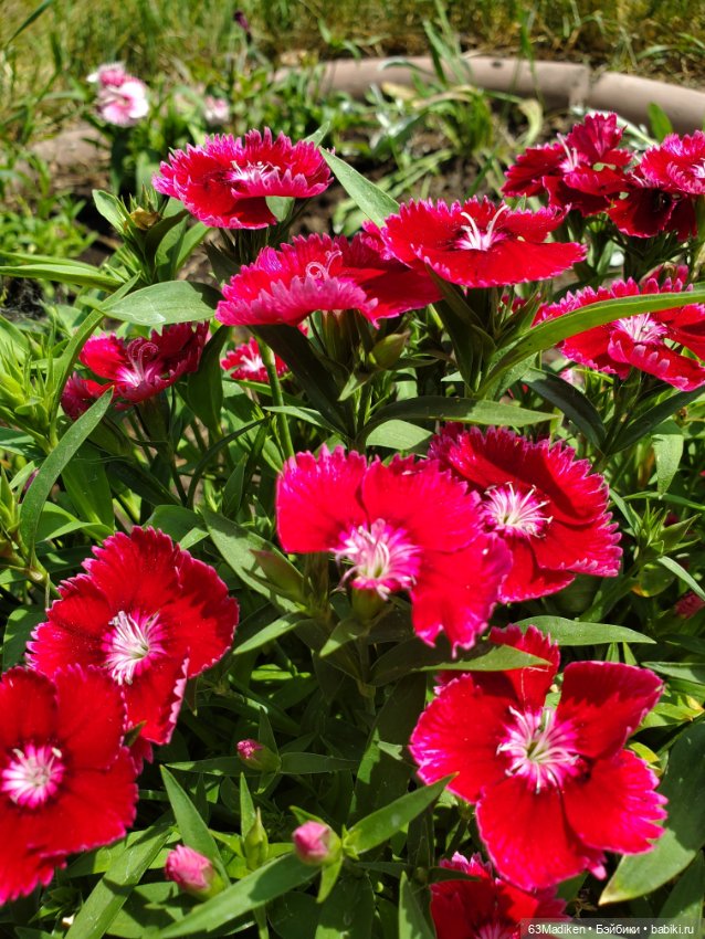 Летний ветер Жасмин Братц (фото 2)