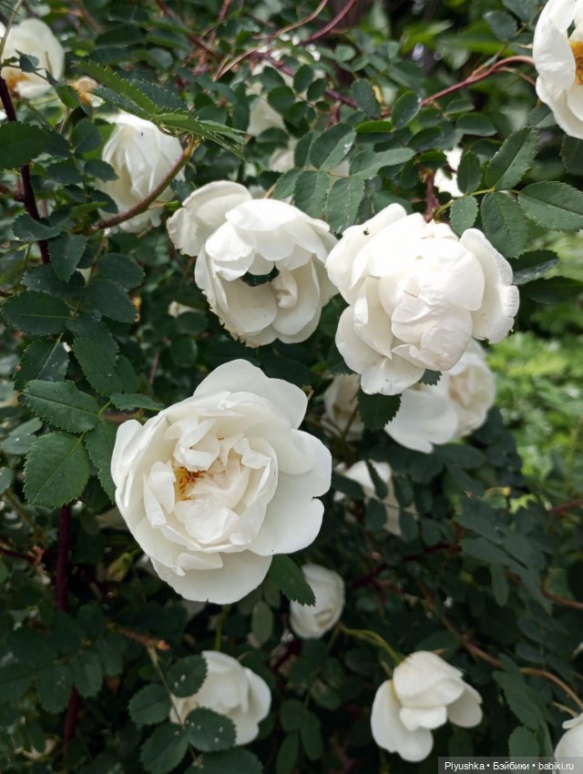 Валюша и белые цветы. Год спустя (фото 2)