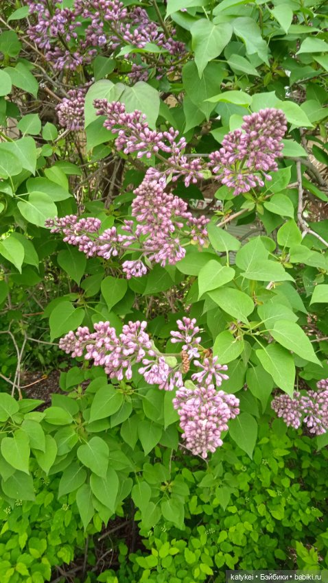 Здоровое питание — Рисование и арт: скетчи