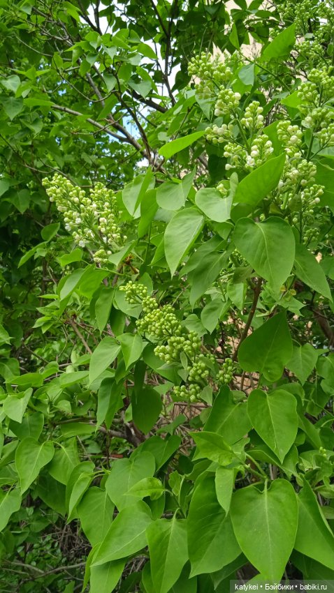 Здоровое питание — Рисование и арт: скетчи