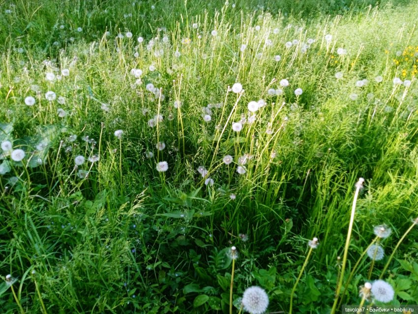 2 июня 2025 у реки — Игровые куклы разных производителей (Разное): редкие бренды (фото 5)