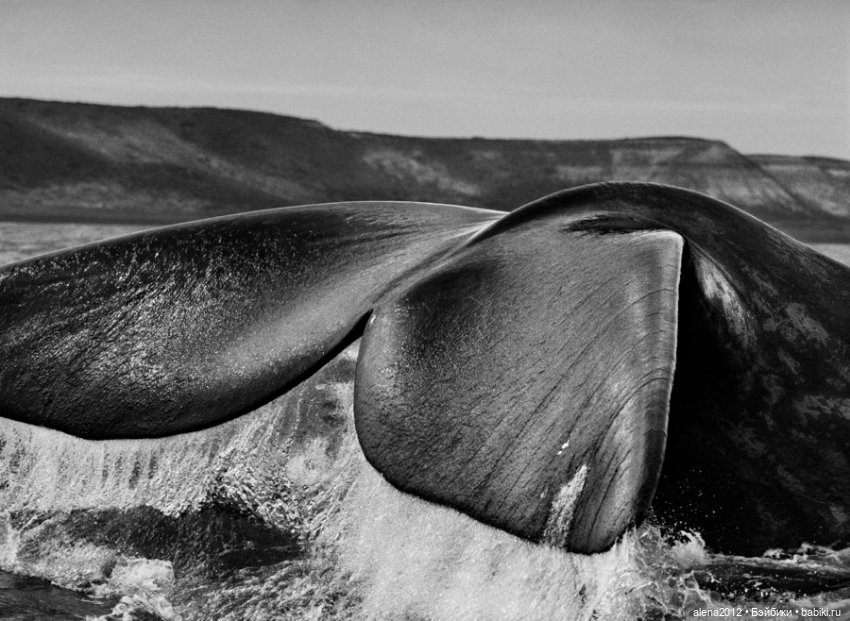 Себастьян Салгаду (Sebastião Salgado )фотографии о жизни людей