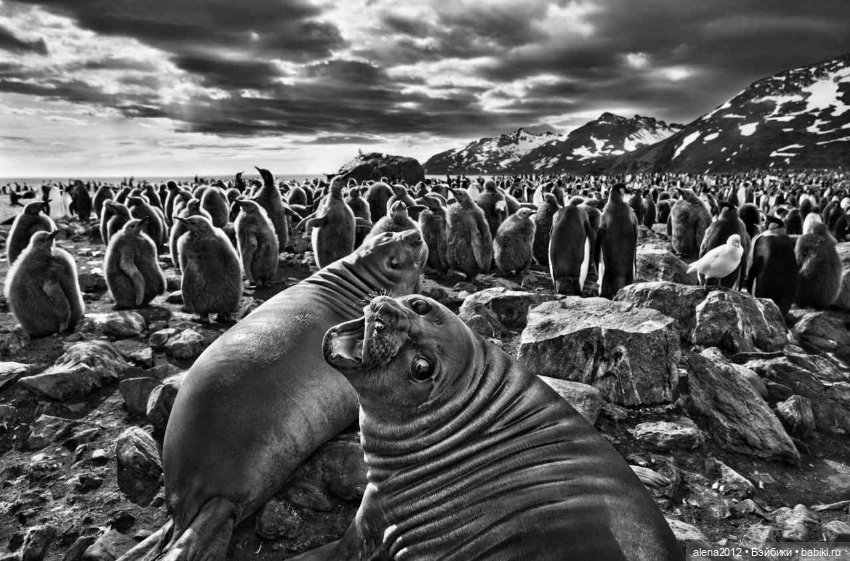 Себастьян Салгаду (Sebastião Salgado )фотографии о жизни людей