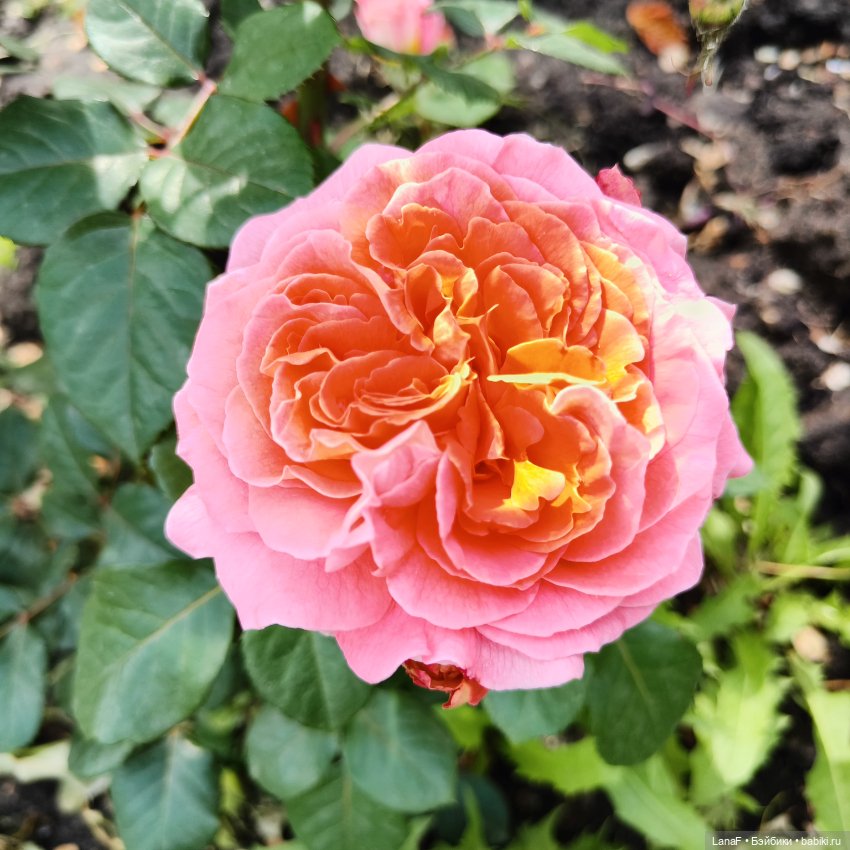 Эмили и розочки ( кукла Габриэль Мюллер) (фото 4)