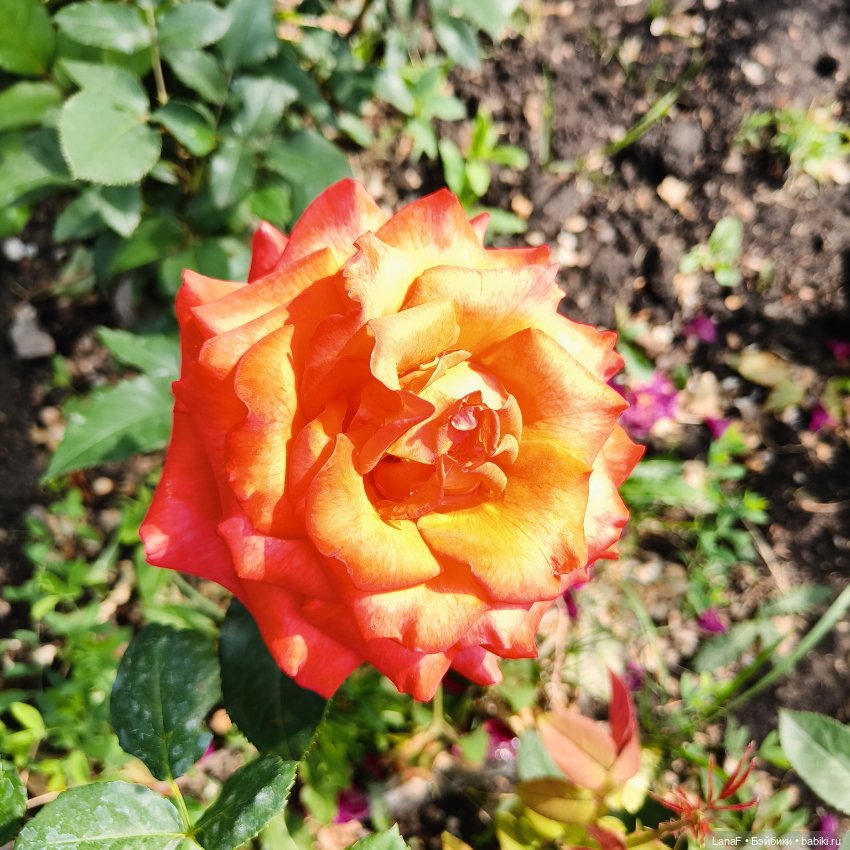 Эмили и розочки ( кукла Габриэль Мюллер)