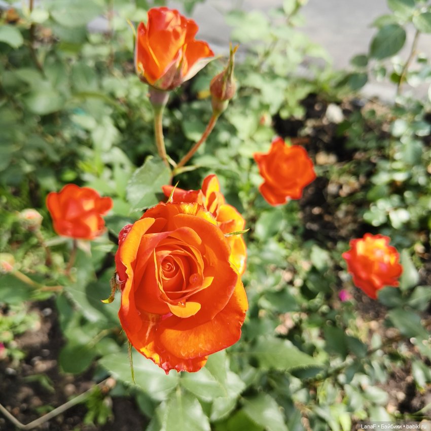 Эмили и розочки ( кукла Габриэль Мюллер)