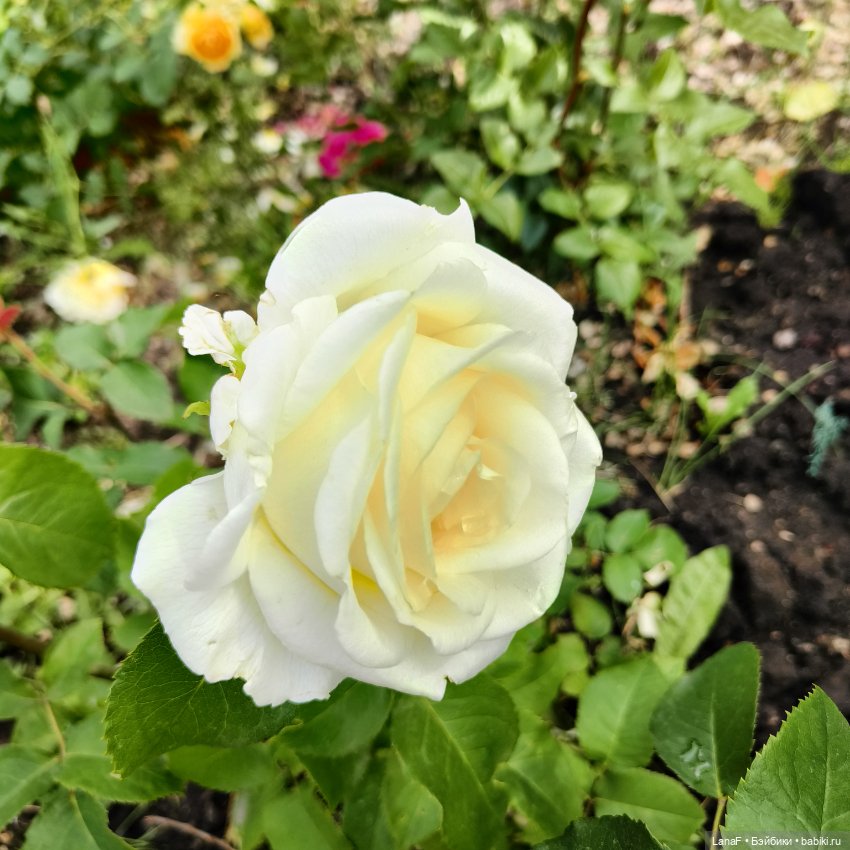 Эмили и розочки ( кукла Габриэль Мюллер)