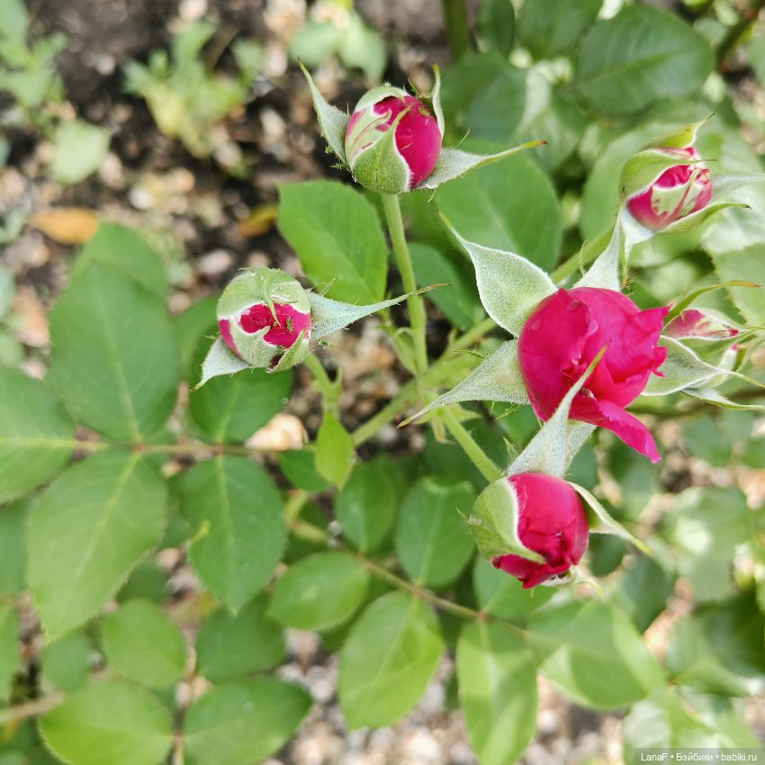 Эмили и розочки ( кукла Габриэль Мюллер) (фото 10)