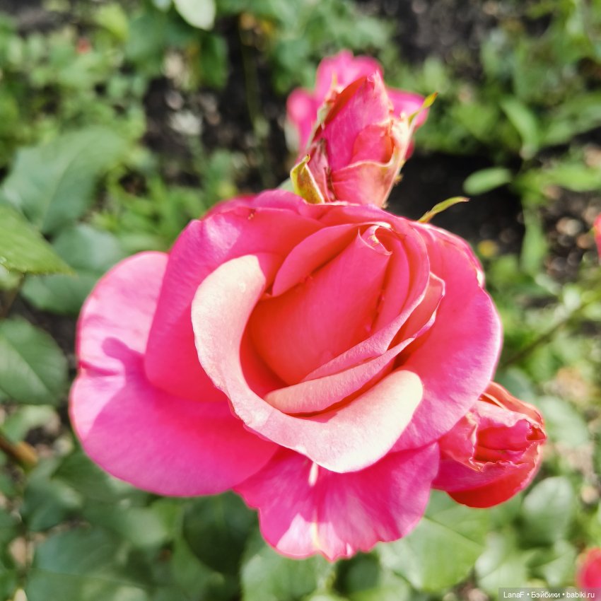 Эмили и розочки ( кукла Габриэль Мюллер)