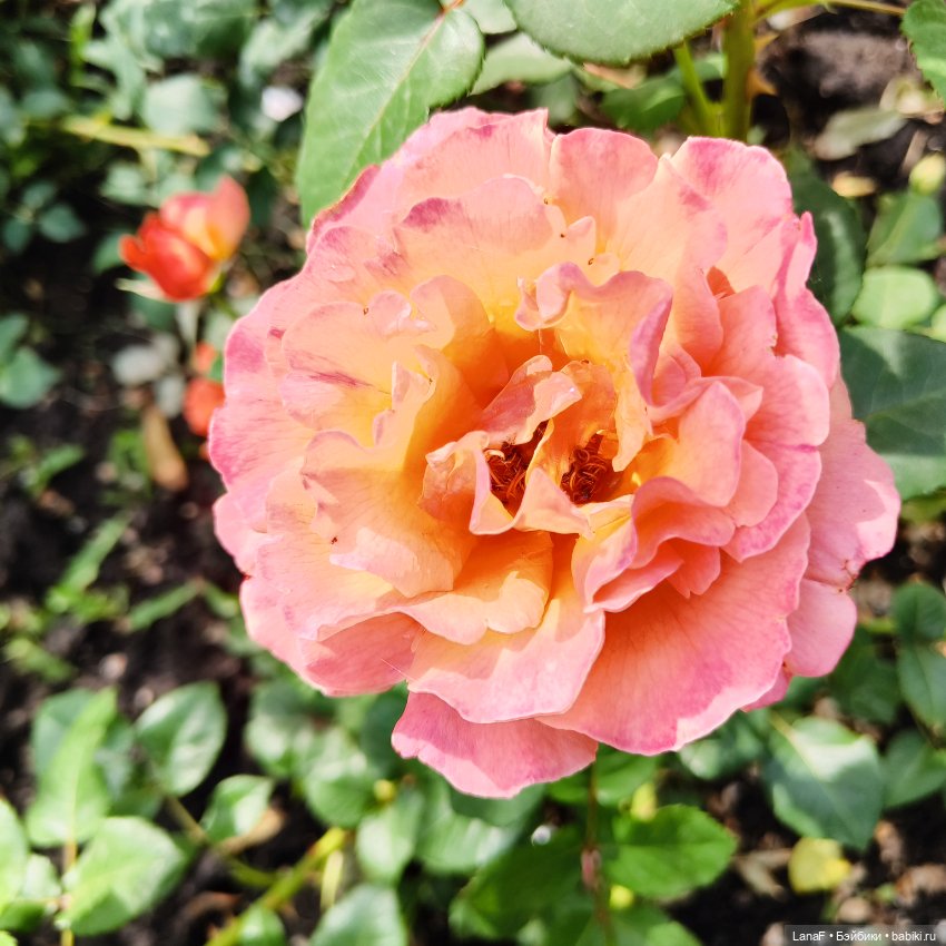 Эмили и розочки ( кукла Габриэль Мюллер) (фото 8)