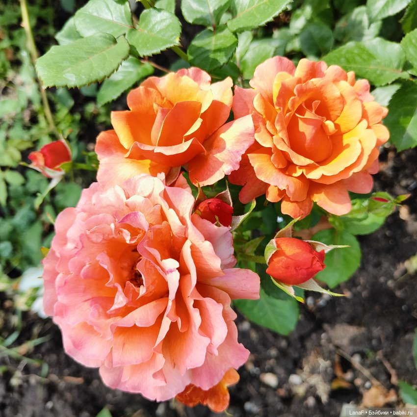 Эмили и розочки ( кукла Габриэль Мюллер) (фото 3)