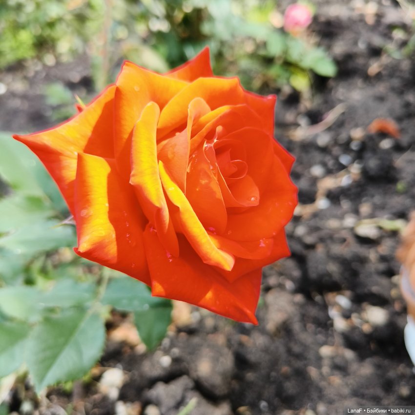 Эмили и розочки ( кукла Габриэль Мюллер) (фото 5)