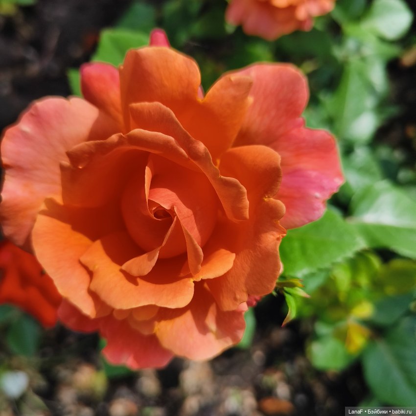 Эмили и розочки ( кукла Габриэль Мюллер)