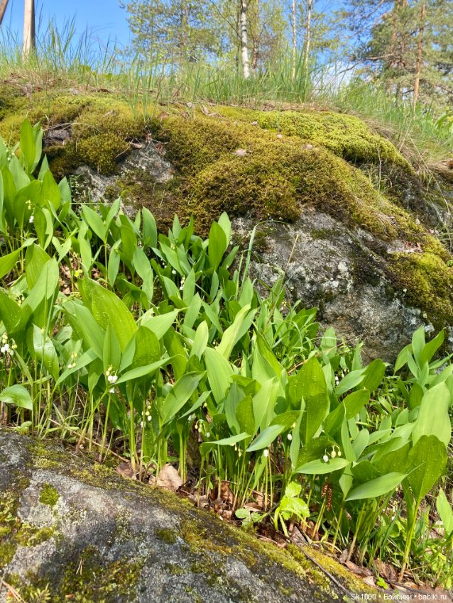 В парк Ваккосалми — Туризм и путешествия: фотоотчеты из поездок