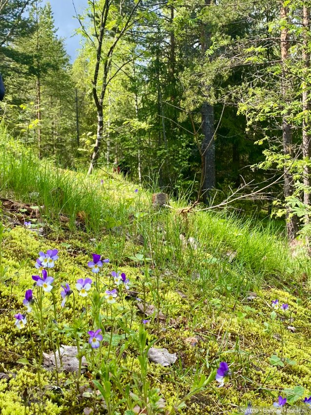 В парк Ваккосалми — Туризм и путешествия: фотоотчеты из поездок