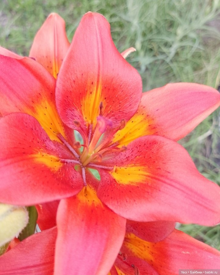 Лучеано встретил Лабубу в парке). 02