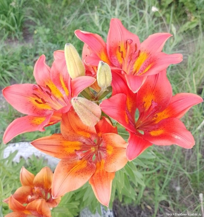 Лучеано встретил Лабубу в парке). 02