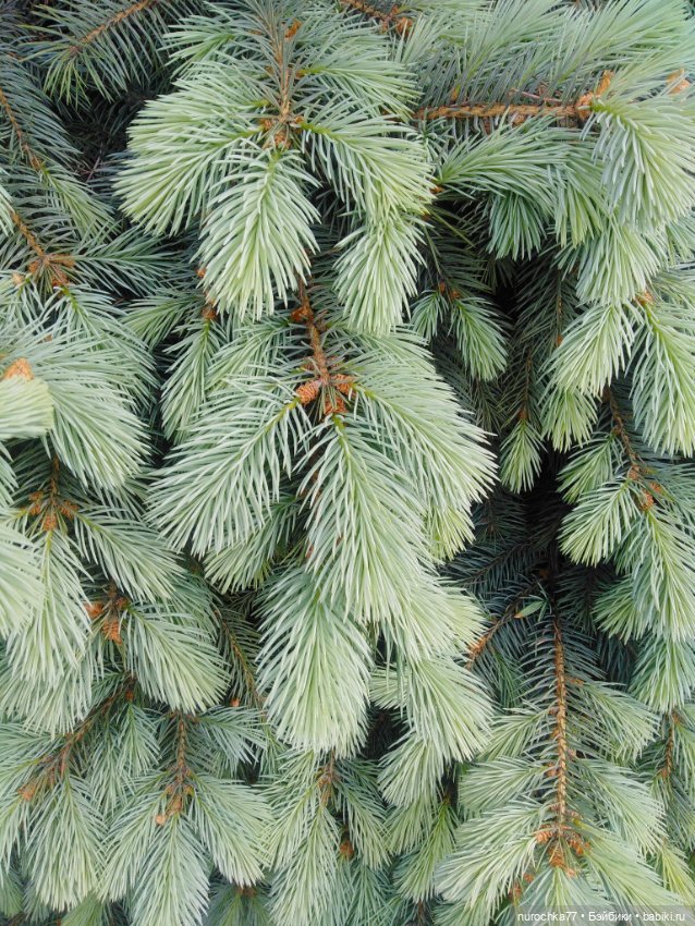 Про Нафочку. В догонку ушедшему маю (фото 7)