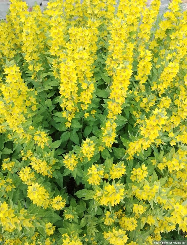 Лучеано встретил Лабубу в парке). 02