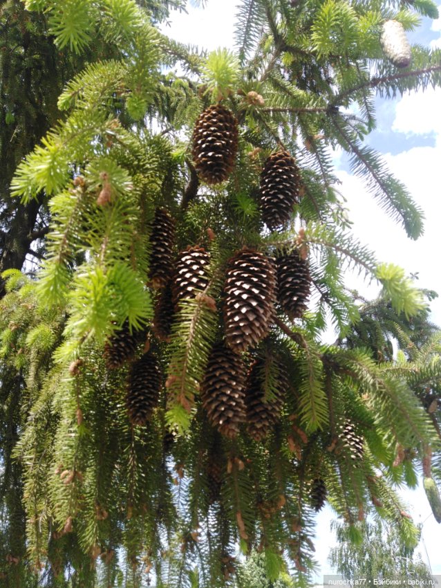 Про Нафочку. В догонку ушедшему маю