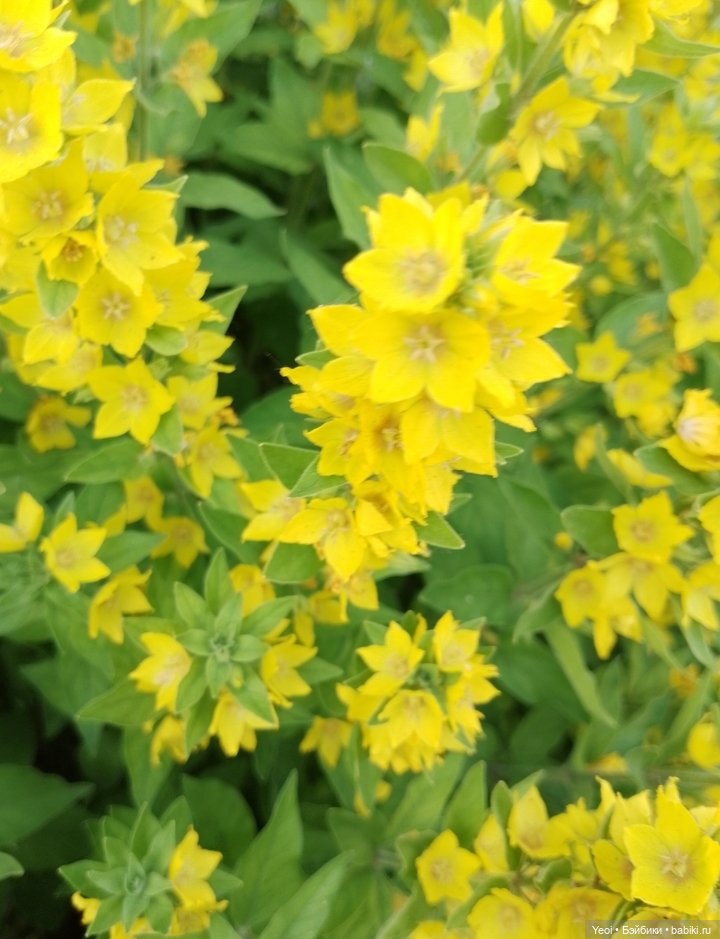 Лучеано встретил Лабубу в парке). 02