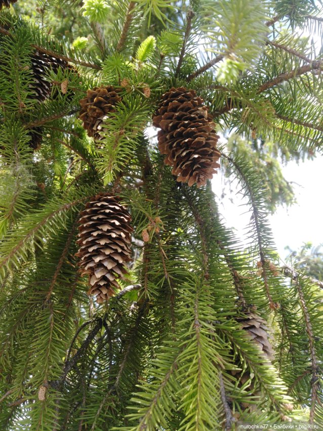 Про Нафочку. В догонку ушедшему маю (фото 8)