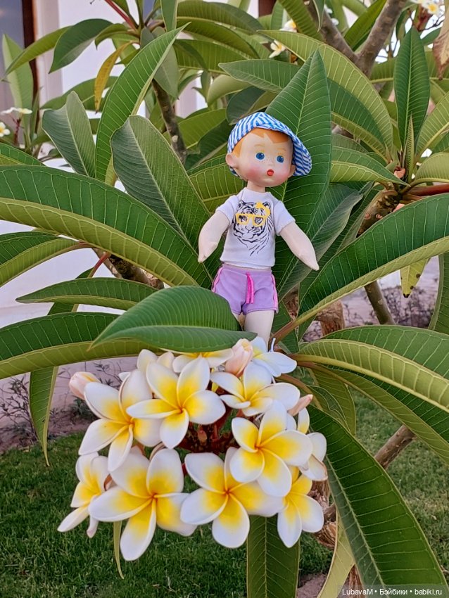 Вовчик в Египте — Интересное обо всем: поздравления