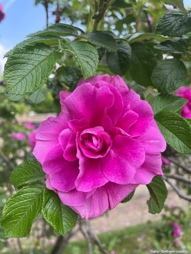 Mamachapp и eggy doll — Куклы и тела Obitsu (Обитсу): 1/6