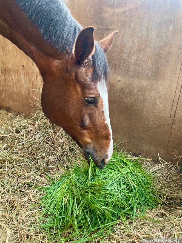 Mamachapp и eggy doll — Куклы и тела Obitsu (Обитсу): 1/6