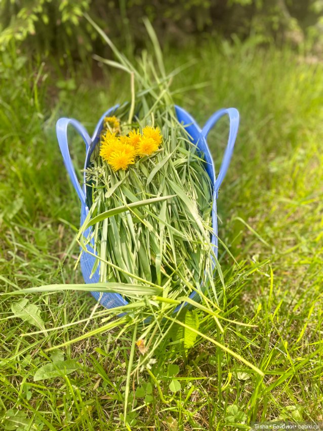 Mamachapp и eggy doll — Куклы и тела Obitsu (Обитсу): 1/6