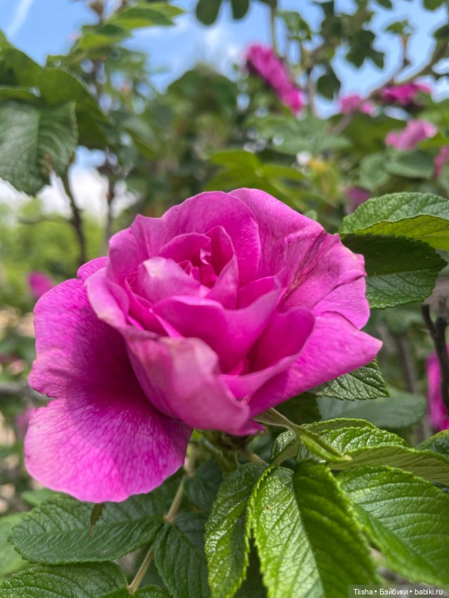 Mamachapp и eggy doll — Куклы и тела Obitsu (Обитсу): 1/6 (фото 6)