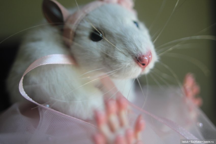 КрЫсота в розовой пачке — Игрушки в смешанной технике (мех и глина): Арт (фото 10)