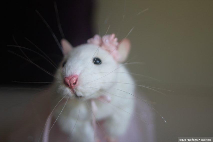 КрЫсота в розовой пачке — Игрушки в смешанной технике (мех и глина): Арт (фото 5)